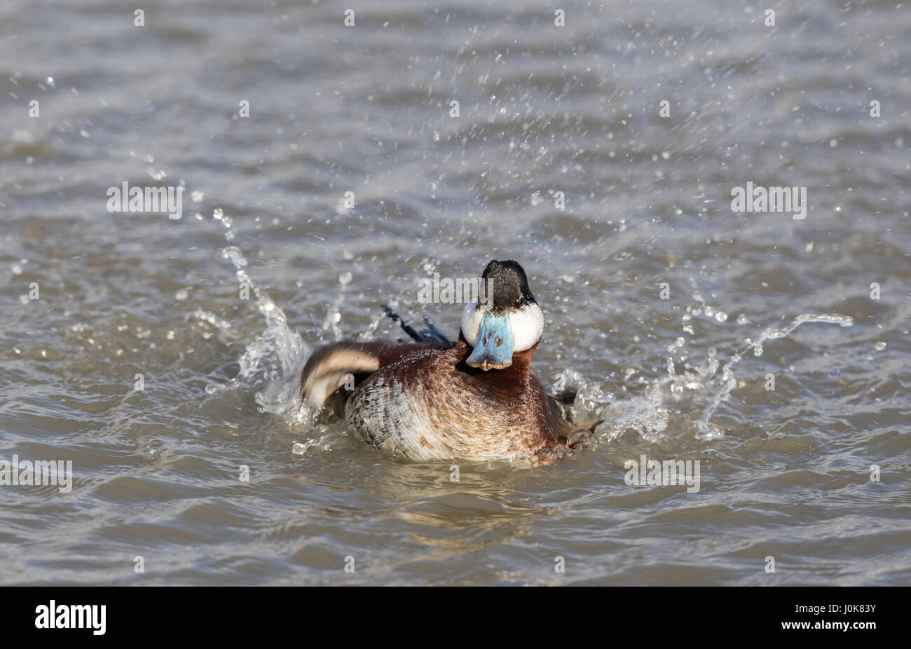 Ruddy Duck (Oxyura jamaicensis) Wading con acqua gli spruzzi di goccioline. Foto Stock