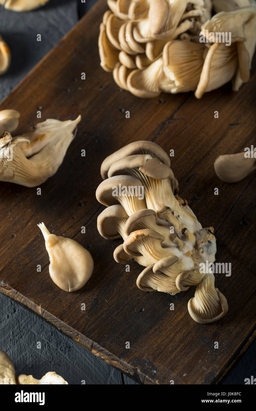 Materie organiche funghi Oyster in un grappolo Foto Stock
