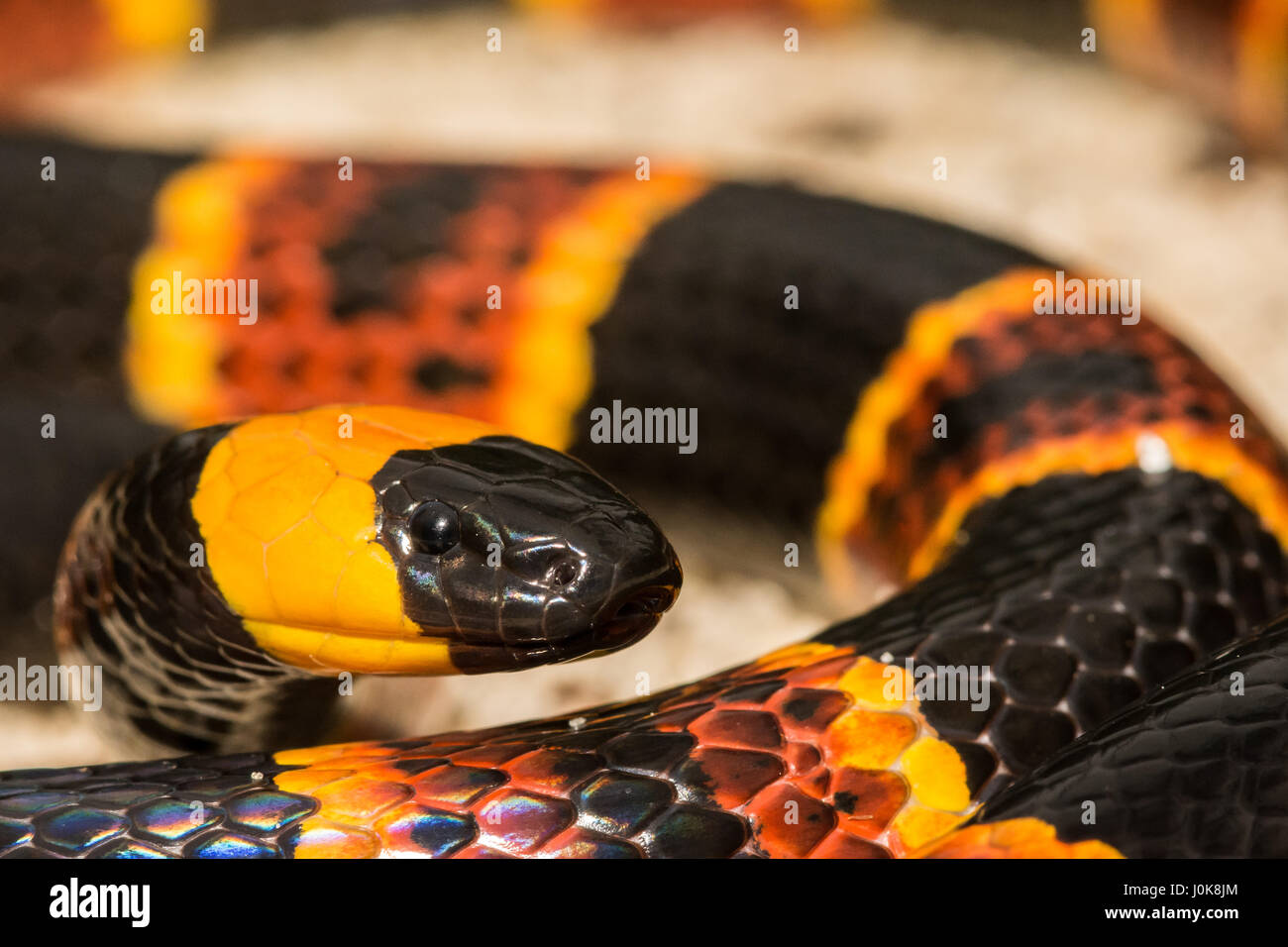 Una chiusura del corallo orientale Snake in Apalachicola National Forest in Florida. Foto Stock