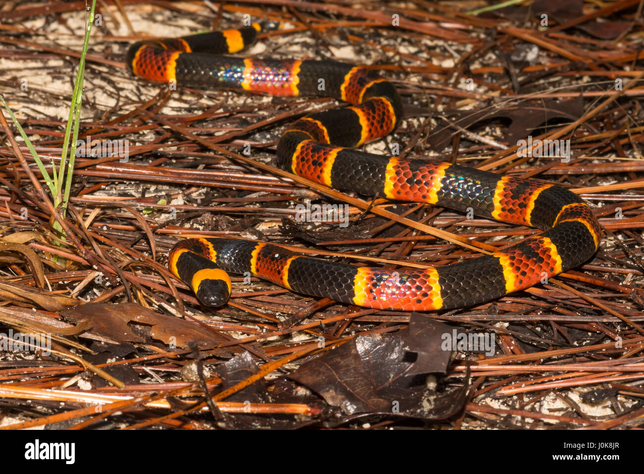 Una chiusura del corallo orientale Snake in Apalachicola National Forest in Florida. Foto Stock