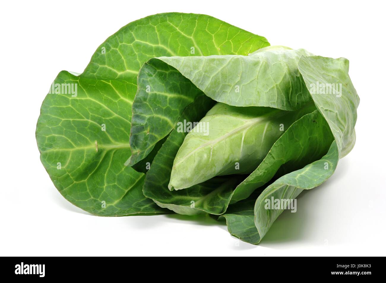 Cavolo cappuccio appuntito da agricoltura biologica isolati su sfondo bianco Foto Stock