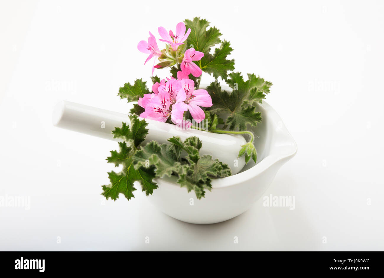Fresh fiorì la citronella in un mortaio su sfondo bianco Foto Stock Fresh fiorì la citronella in un mortaio su sfondo bianco Foto Stock