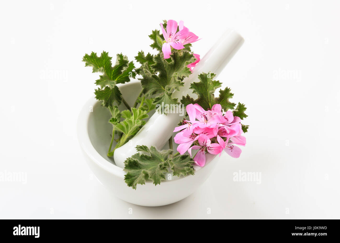 Fresh fiorì la citronella in un mortaio su sfondo bianco Foto Stock Fresh fiorì la citronella in un mortaio su sfondo bianco Foto Stock