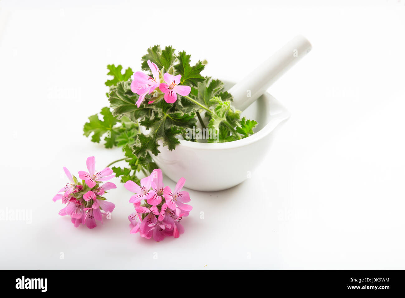 Fresh fiorì la citronella in un mortaio su sfondo bianco Foto Stock Fresh fiorì la citronella in un mortaio su sfondo bianco Foto Stock