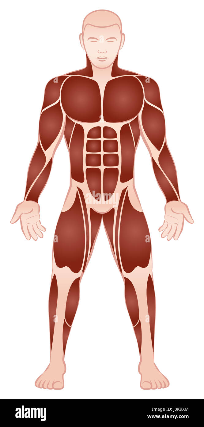 Gruppi muscolari di un maschio muscolare culturista con atleticamente addestrato pecs, abs, deltoids, bicipite, six pack, quads - Vista anteriore. Foto Stock