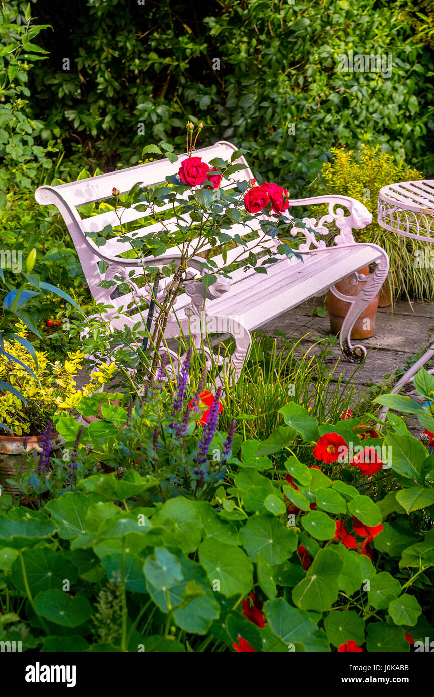 Rose rosse in vaso in casa, giardino romantico Foto Stock