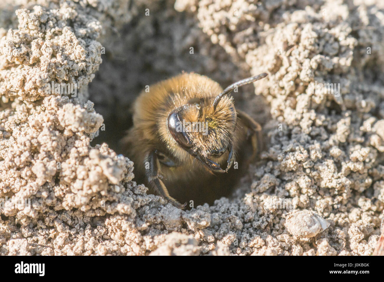 Unico sabbia femmina bee nel suo foro sul terreno Foto Stock