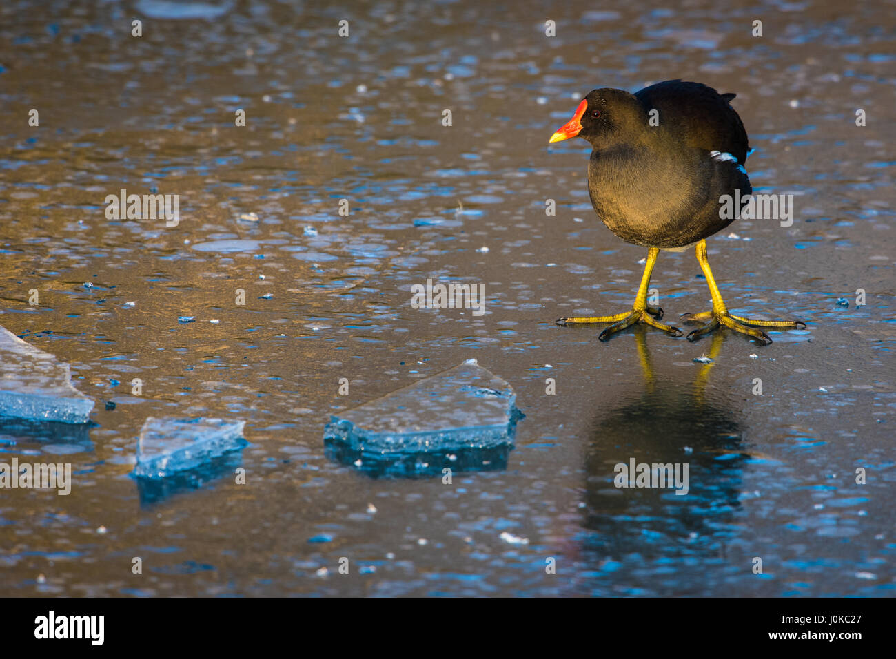 Moorhen sul laghetto congelato Foto Stock