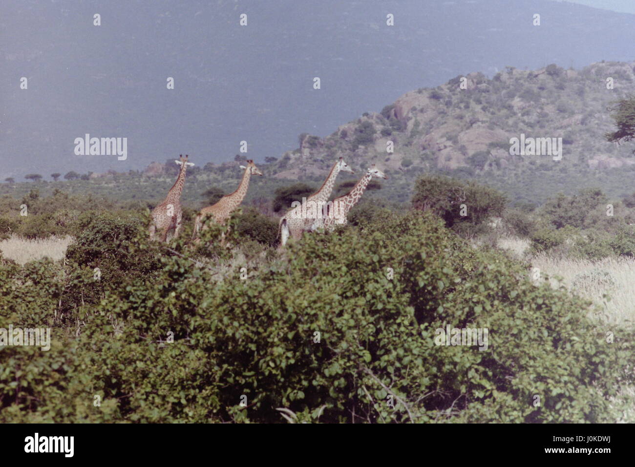 Si tratta di una immagine digitale record per una trovata scartato indesiderati STAMPA FOTOGRAFICA una lastra di vetro o pellicola negativa a colori o trasparenza di origine sconosciuta ri-scoperto recuperato raccolti e archiviati digitalmente. Immagine oggetto data e posizione è attualmente sconosciuto; LE INFORMAZIONI POSSONO ESSERE MODIFICATE IN FUTURO. Le immagini in questa raccolta non sono modelli o proprietà RILASCIATO E NESSUN DIRITTO DI COPYRIGHT nell'immagine originale è rivendicato. Fotografo sconosciuto/anonimo. Fonte:AMELIE archivio copia digitale © COPYRIGHT AJAXNETPHOTO/AJAXNEWS & FEATURE SERVICE. Foto Stock