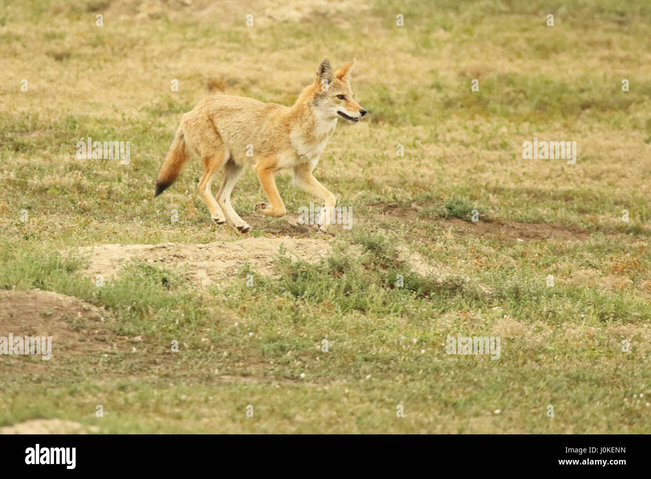 Un Coyote in esecuzione attraverso un cane della prateria in città Teddy Roosevelt National Park. Foto Stock