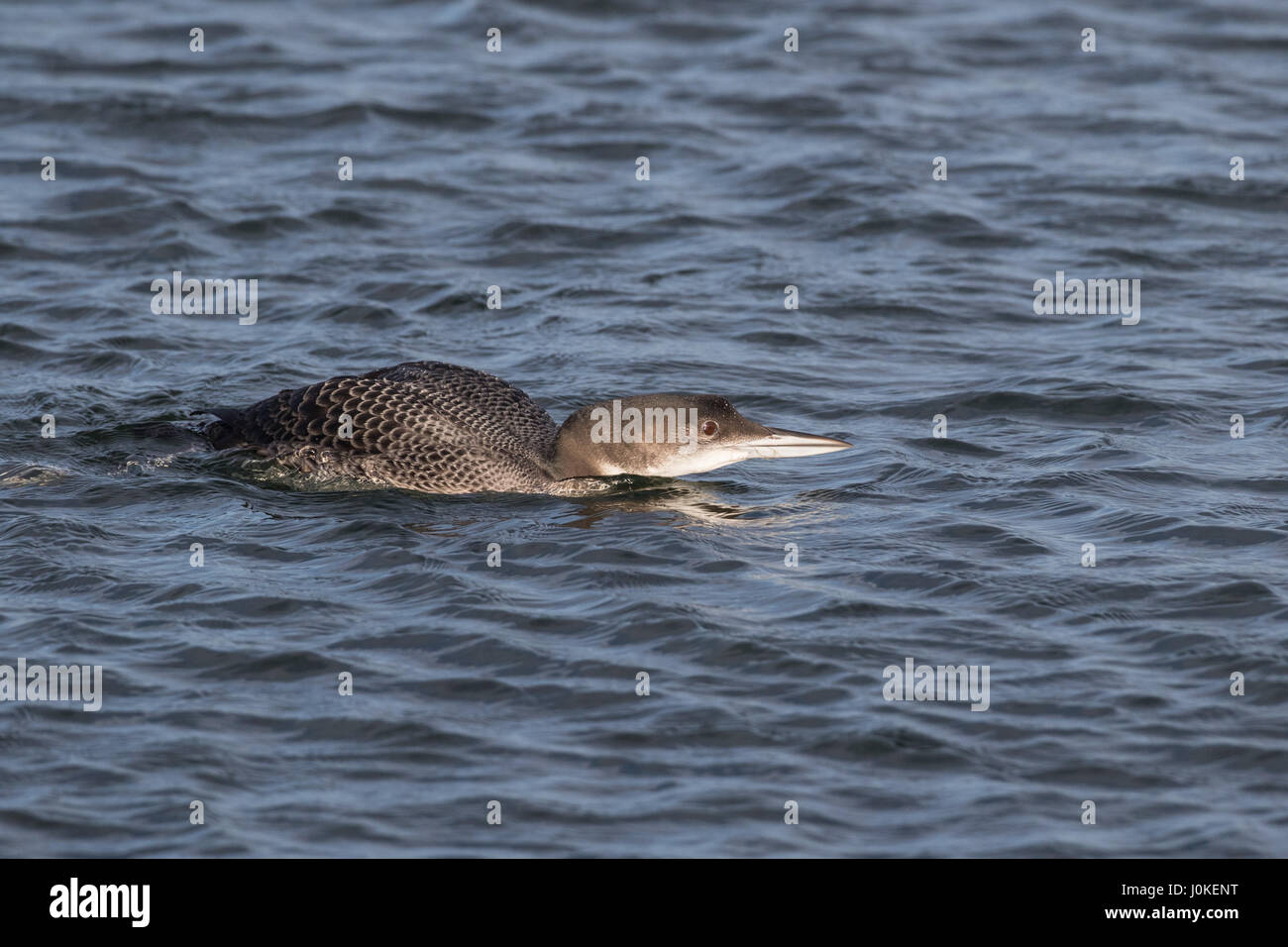 Great Northern Diver, Gavia immer, Farmoor Reservoir, Oxon, UK Foto Stock