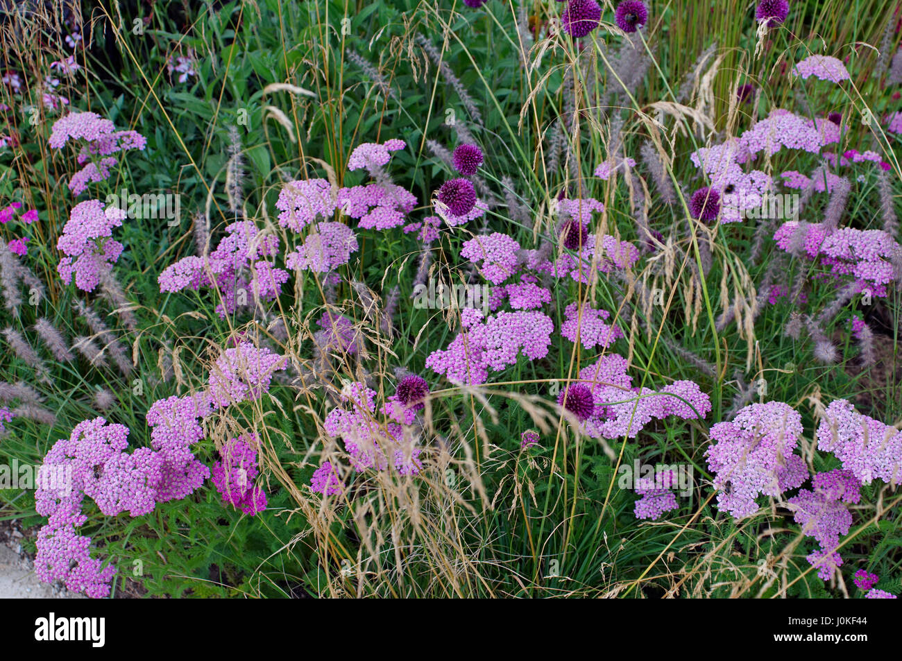 Dettaglio di un confine con Achillea, Allium ed erbe Foto Stock