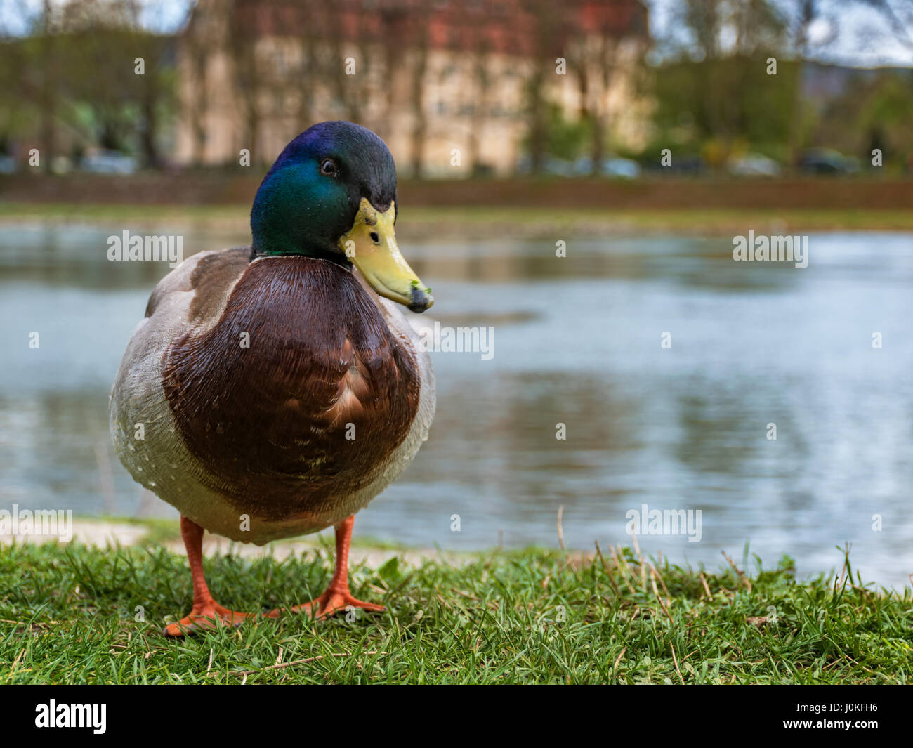 Mallard duck stare sulla riva del fiume vicino al fiume Foto Stock