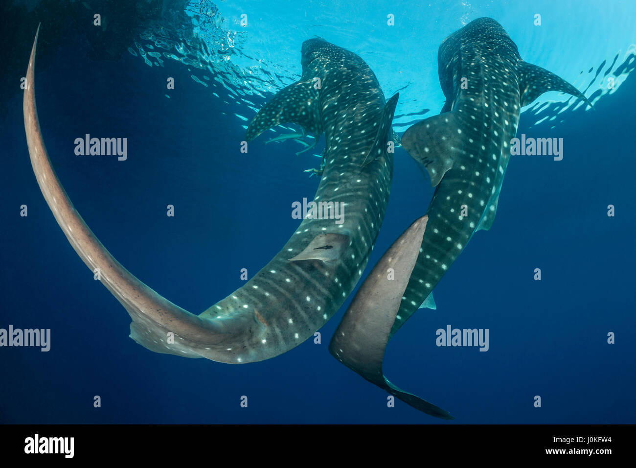 Squalo Balena, Rhincodon typus, Cenderawasih Bay, Papua occidentale, in Indonesia Foto Stock