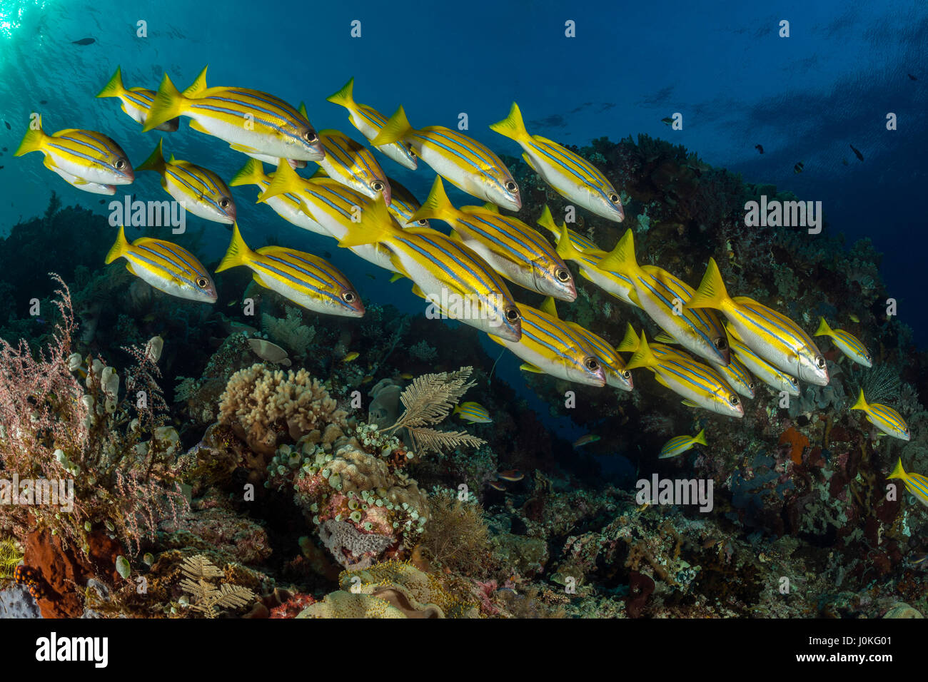 Secca di Bluestripe Snapper, Lutjanus kasmira Raja Ampat, Papua occidentale, in Indonesia Foto Stock