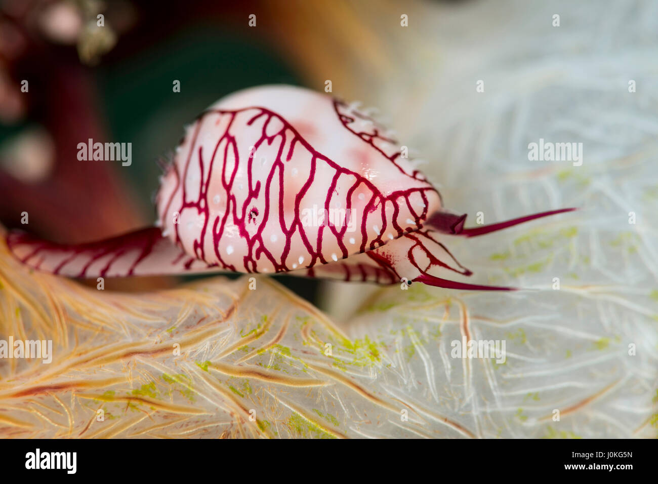 Allied Cowrie, Serratovolva dondani, Bali, Indonesia Foto Stock