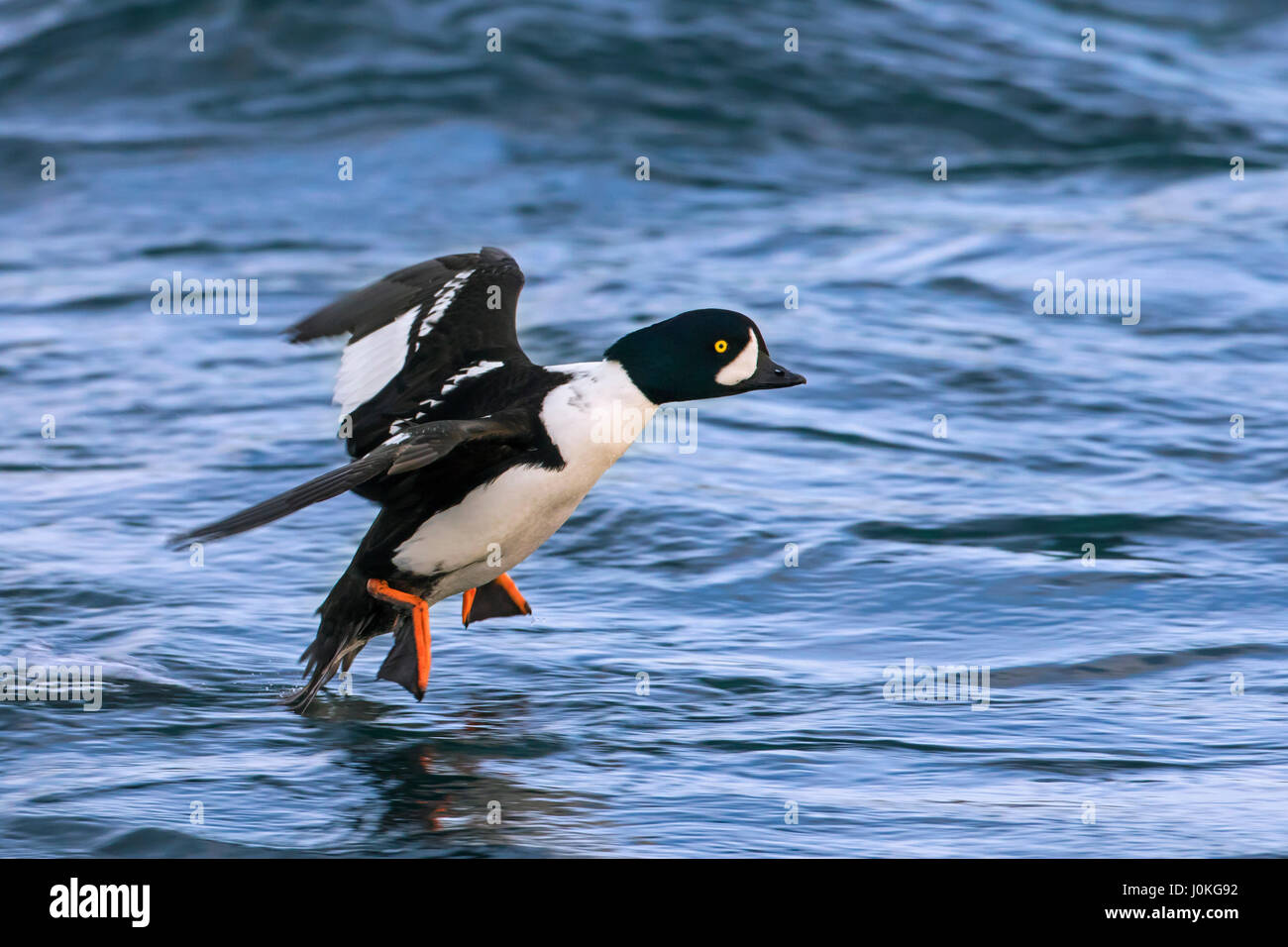 Barrow è goldeneye (Bucephala islandica) maschio in atterraggio a mare, Islanda Foto Stock