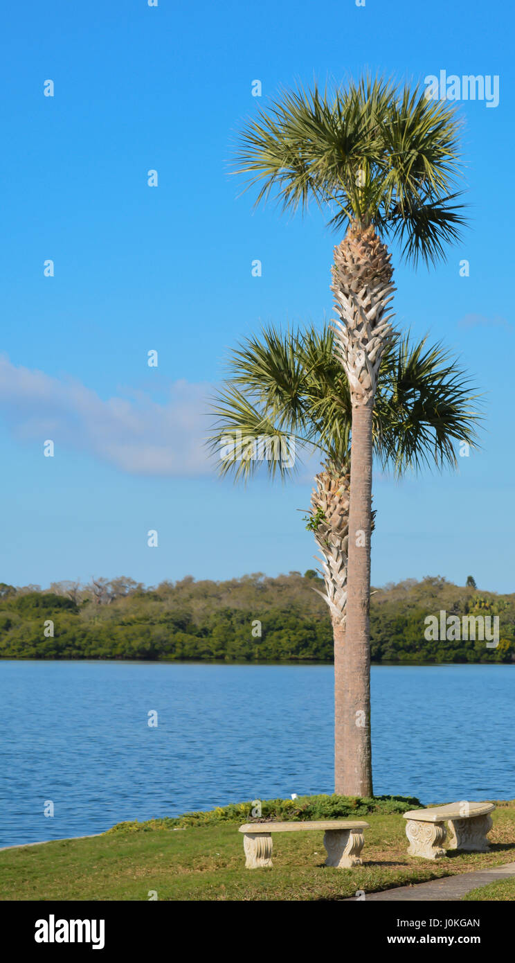 Una rilassante vista di Tampa Bay e le palme in Saint Petersburg, in Florida Foto Stock