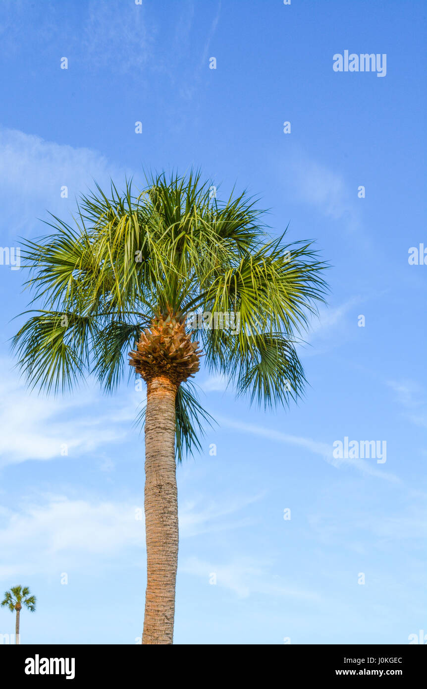 Palm Tree a Veterans Memorial Park sulla baia di Tampa in Oldsmar, Florida. Foto Stock