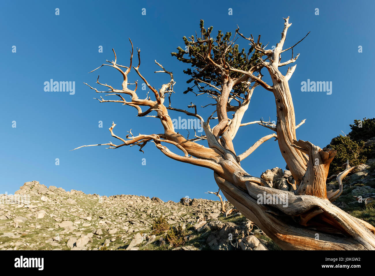 Bristlecone pine, Mount Golia Wilderness Area, Mount Evans, Colorado, STATI UNITI D'AMERICA Foto Stock