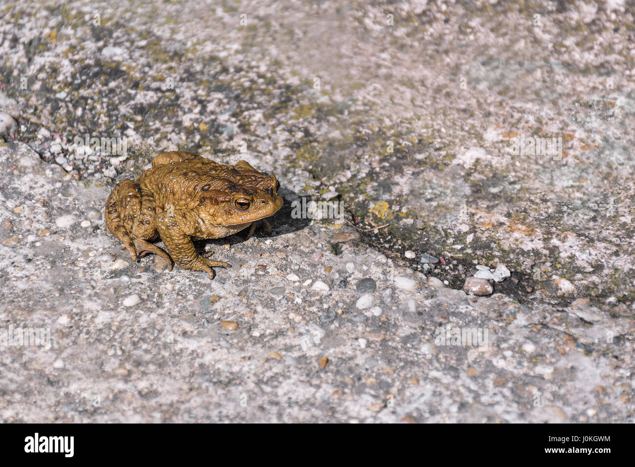 Verde rospo vero seduto sulla strada asfaltata / grigio rock Foto Stock