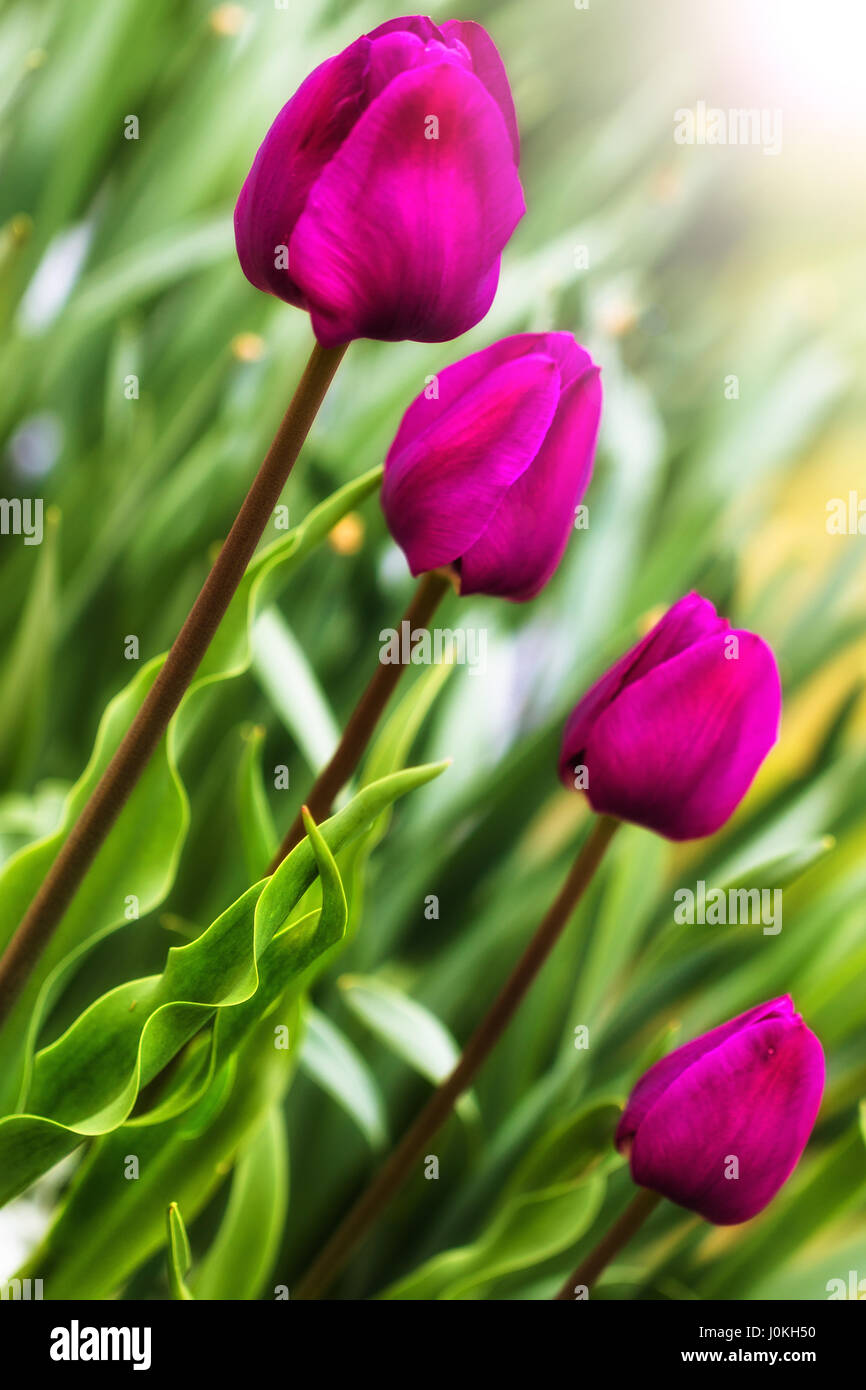 Tulipani viola Foto Stock
