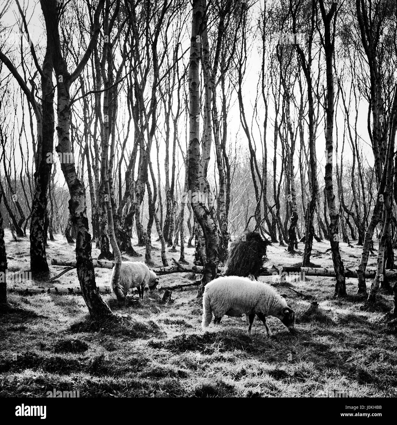 Pecora che pascola in argento della foresta di betulla, Bolehill cava, Peak District Foto Stock
