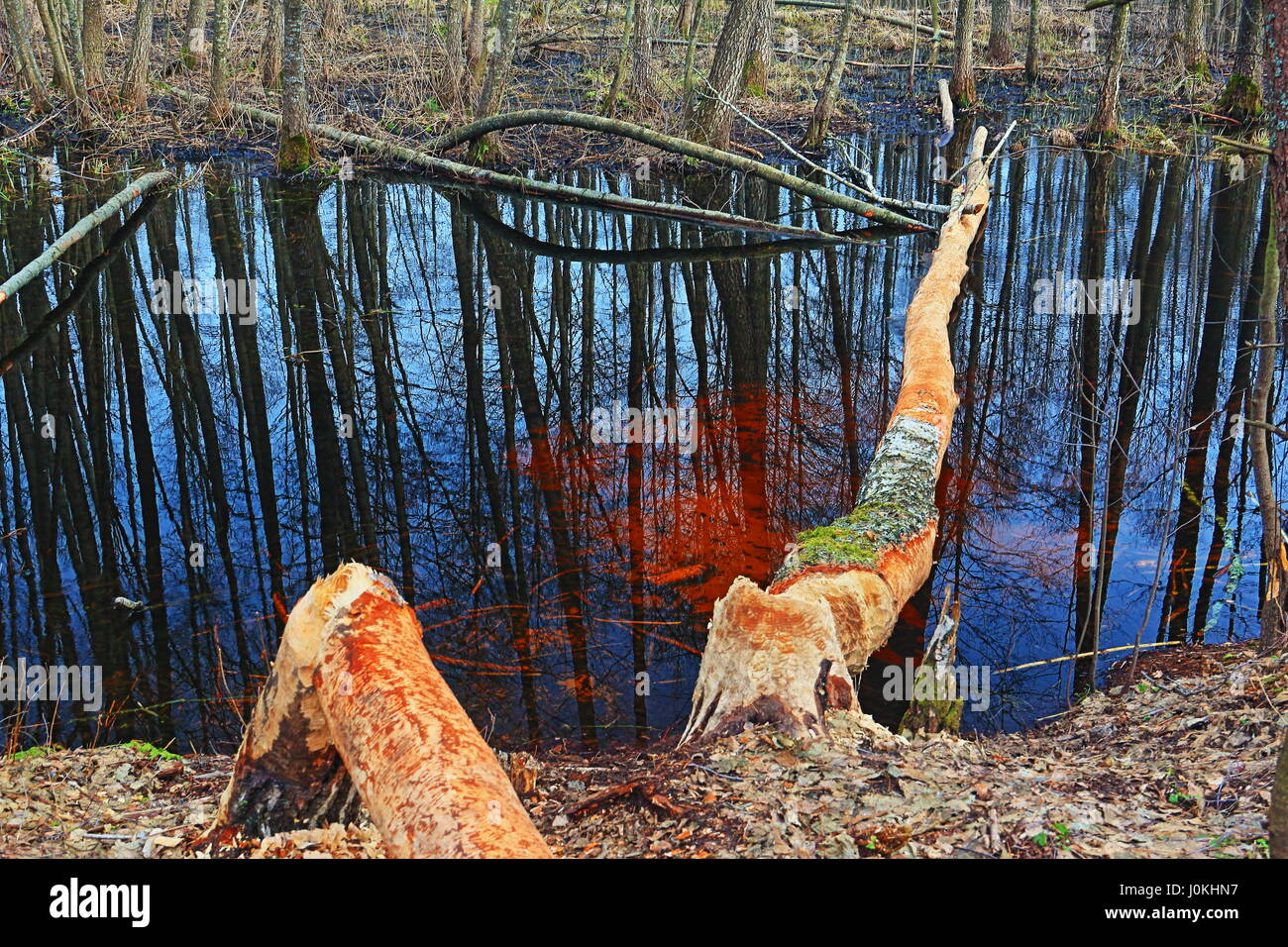 Vista su una piccola foresta del fiume e i tronchi degli alberi che sono stati ribaltati verso il basso dai castori Foto Stock