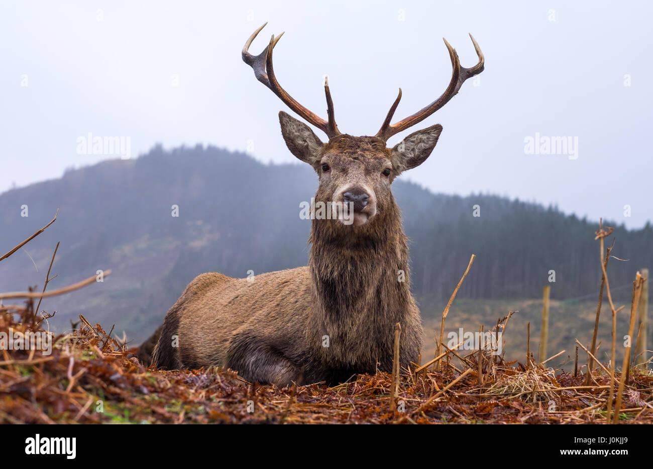 Wild Red Deer Stag, Glen Etive, Scozia Foto Stock