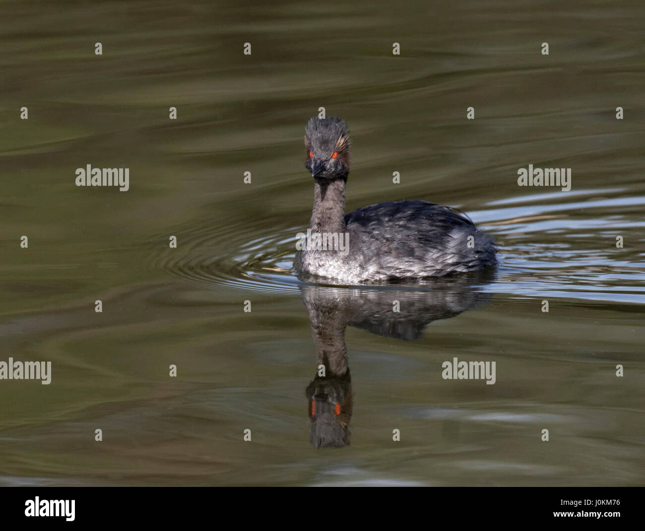 EARED GREBE NUOTO SU EL DORADO LAGO, Los Angeles, California Foto Stock