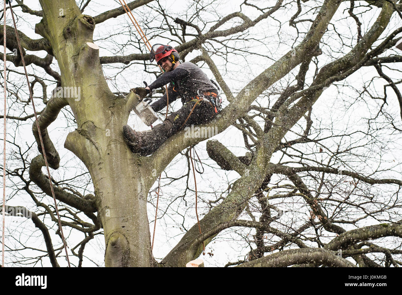 Lavoro in altezza: un albero dal chirurgo Arbcore Ltd in un cablaggio il taglio di rami di una tempesta danneggiato albero malato utilizzando una sega a catena e indossando il pieno la salute e la sicurezza dei dispositivi di protezione individuale (DPI), Regno Unito Foto Stock