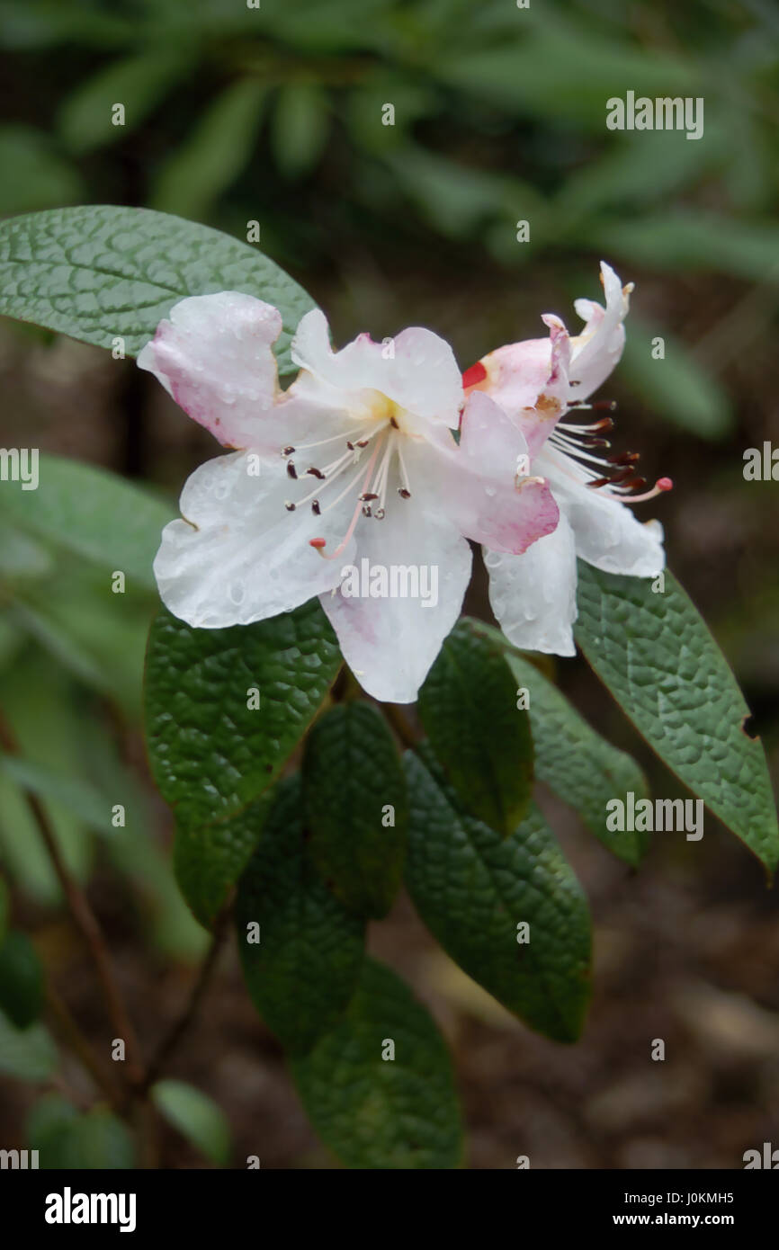 Rhododendron "Princess Alice" a Clyne giardini, Swansea, Wales, Regno Unito. Foto Stock