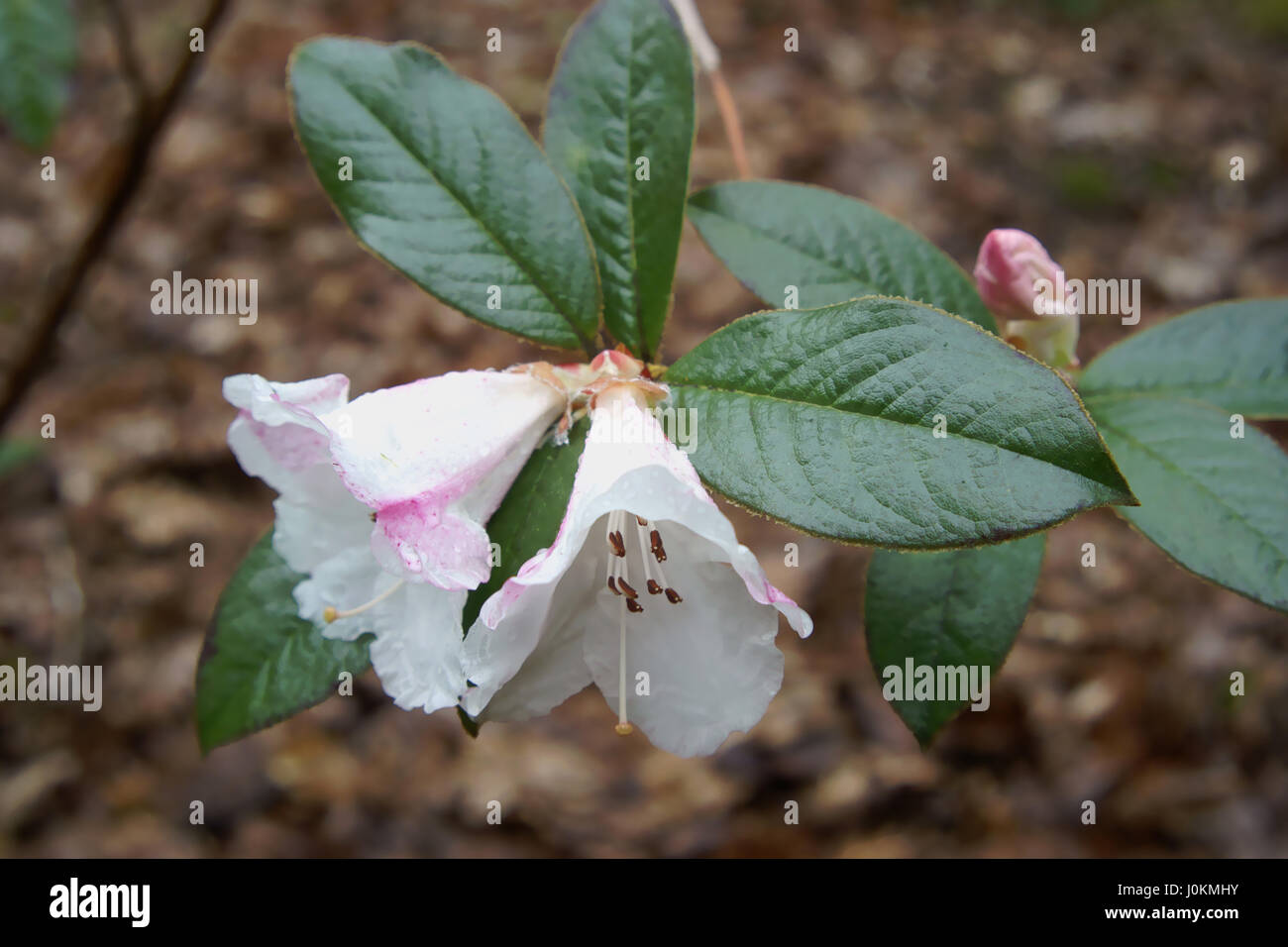 Rhododendron "Princess Alice" a Clyne giardini, Swansea, Wales, Regno Unito. Foto Stock