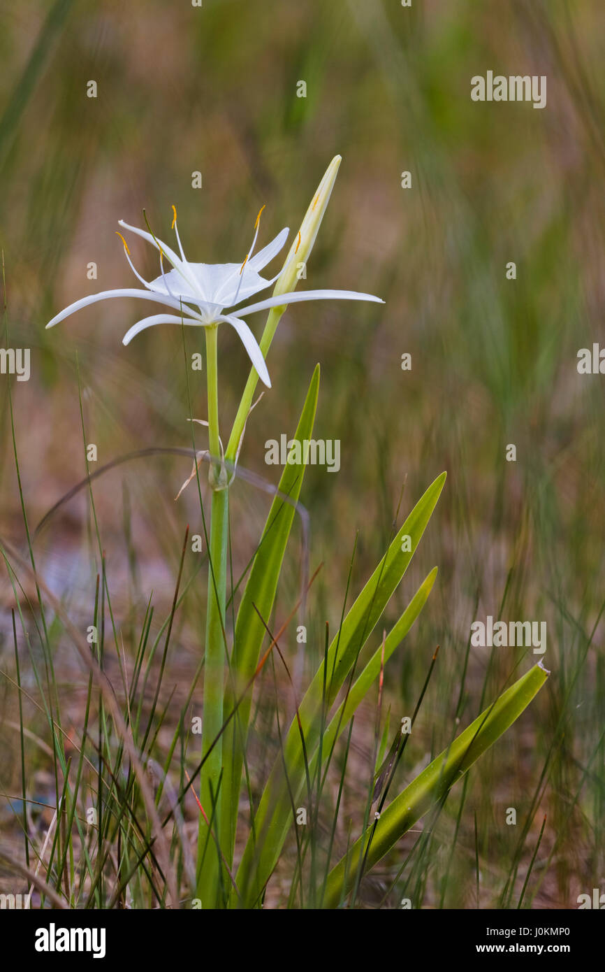 Il coccodrillo o il ragno Giglio in Everglades National Park in Florida Foto Stock