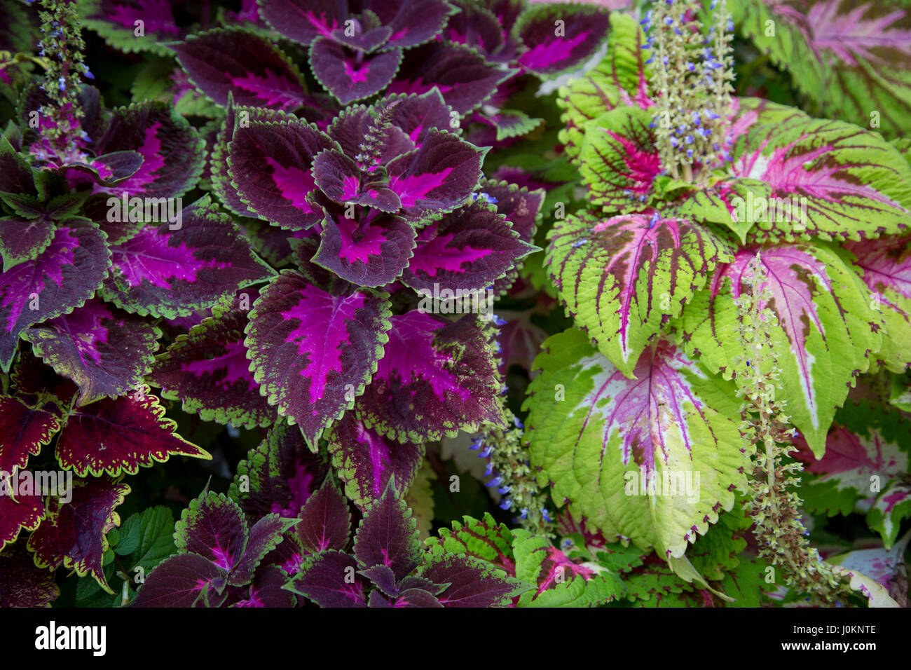 Foglie colorate di piante Coleus - Plectranthus scutellarioides(Coleus blumei) Foto Stock