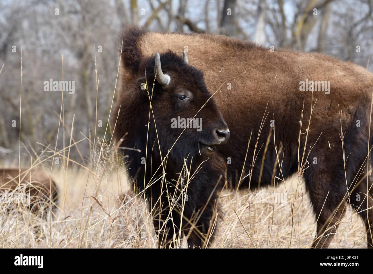 Uno Bisonti americani, o di Buffalo, nella prateria in Platte River Valley con la gru fiducia, vicino a Grand Island, Nebraska. Foto Stock