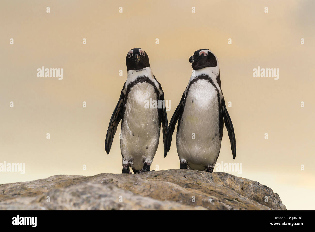 Spettacolo due pinguini (Spheniscus demersus), coppia permanente sulla roccia, Bouldersbeach, Simonstown, Provincia del Capo occidentale Foto Stock