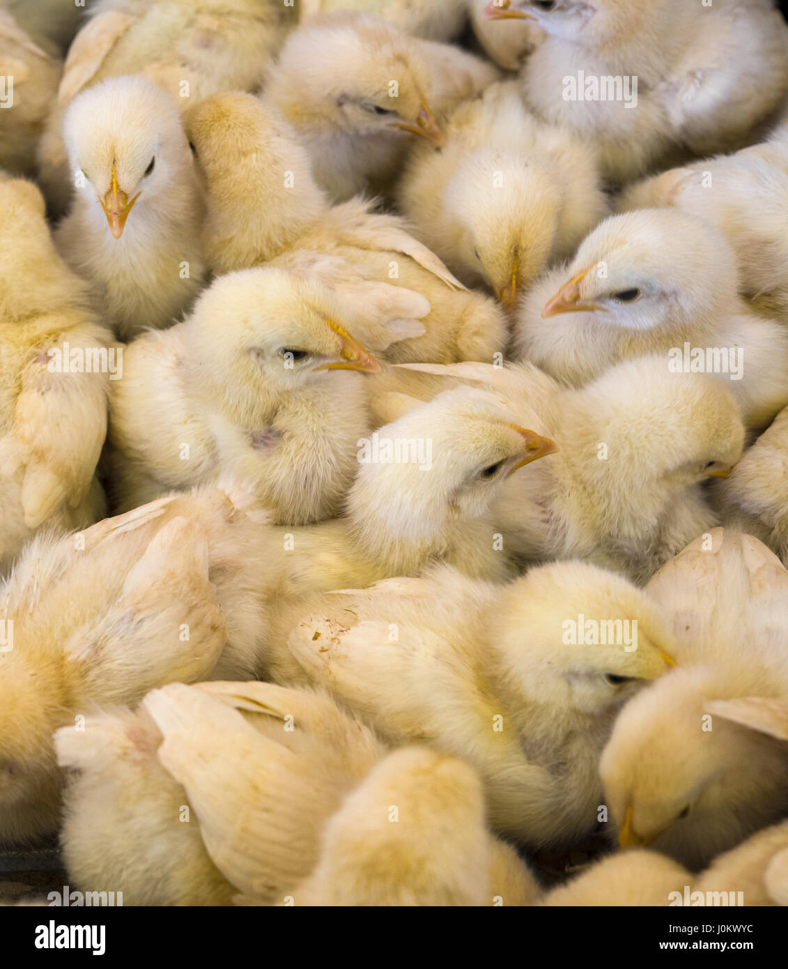 Grande gruppo di Polli appena schiusi su una fattoria di pollo. Foto Stock