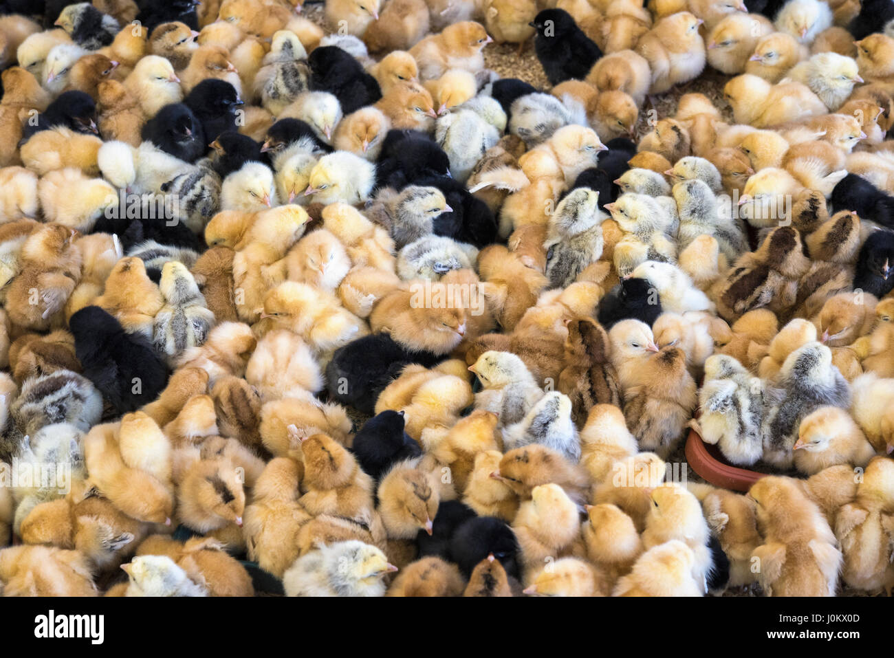 Grande gruppo di Polli appena schiusi su una fattoria di pollo. Foto Stock