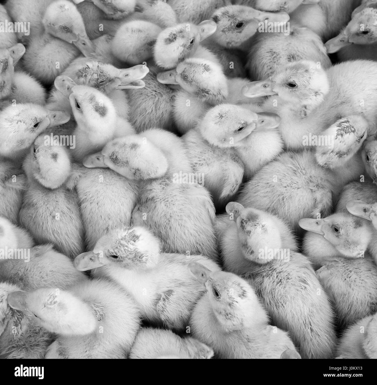 Grande gruppo di recente le ochette tratteggiata in una fattoria in bianco e nero. Foto Stock