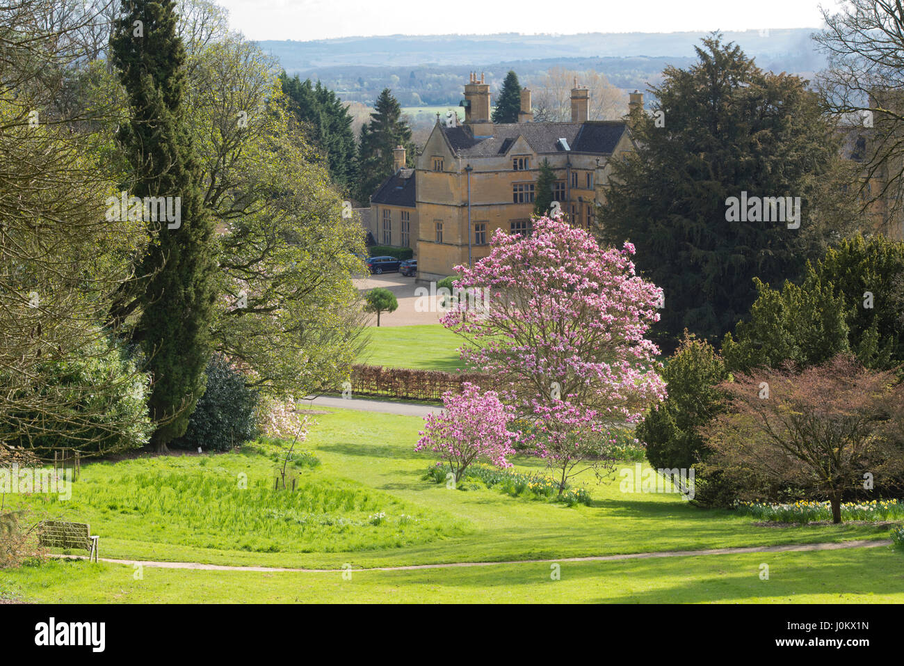 Magnolia 'Caerhays sorpresa' alberi fioritura in aprile a Batsford Arboretum, Cotswolds, Moreton-in-Marsh, Gloucestershire, Regno Unito Foto Stock Magnolia 'Caerhays sorpresa' alberi fioritura in aprile a Batsford Arboretum, Cotswolds, Moreton-in-Marsh, Gloucestershire, Regno Unito Foto Stock