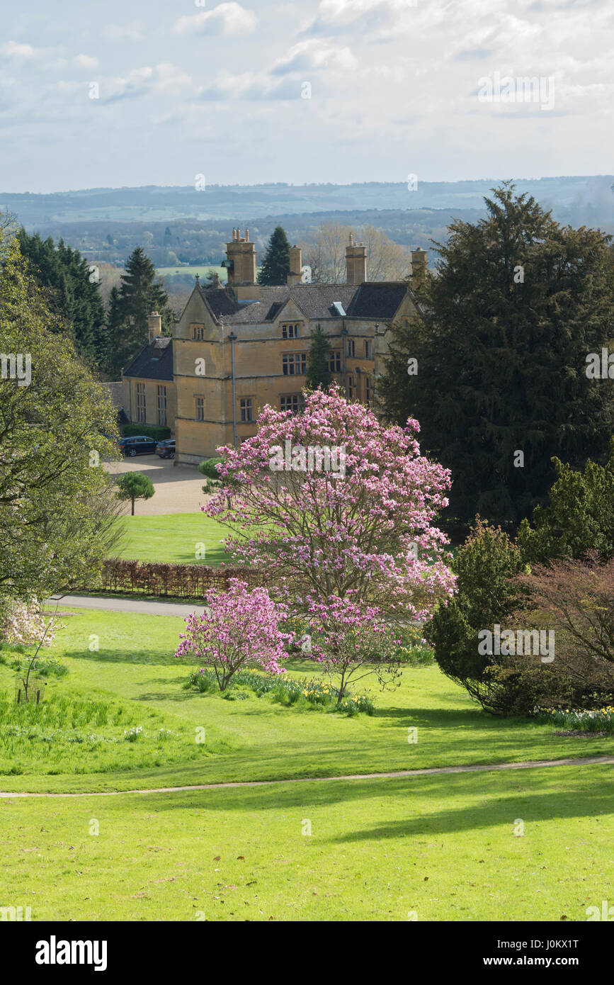 Magnolia 'Caerhays sorpresa' alberi fioritura in aprile a Batsford Arboretum, Cotswolds, Moreton-in-Marsh, Gloucestershire, Regno Unito Foto Stock Magnolia 'Caerhays sorpresa' alberi fioritura in aprile a Batsford Arboretum, Cotswolds, Moreton-in-Marsh, Gloucestershire, Regno Unito Foto Stock