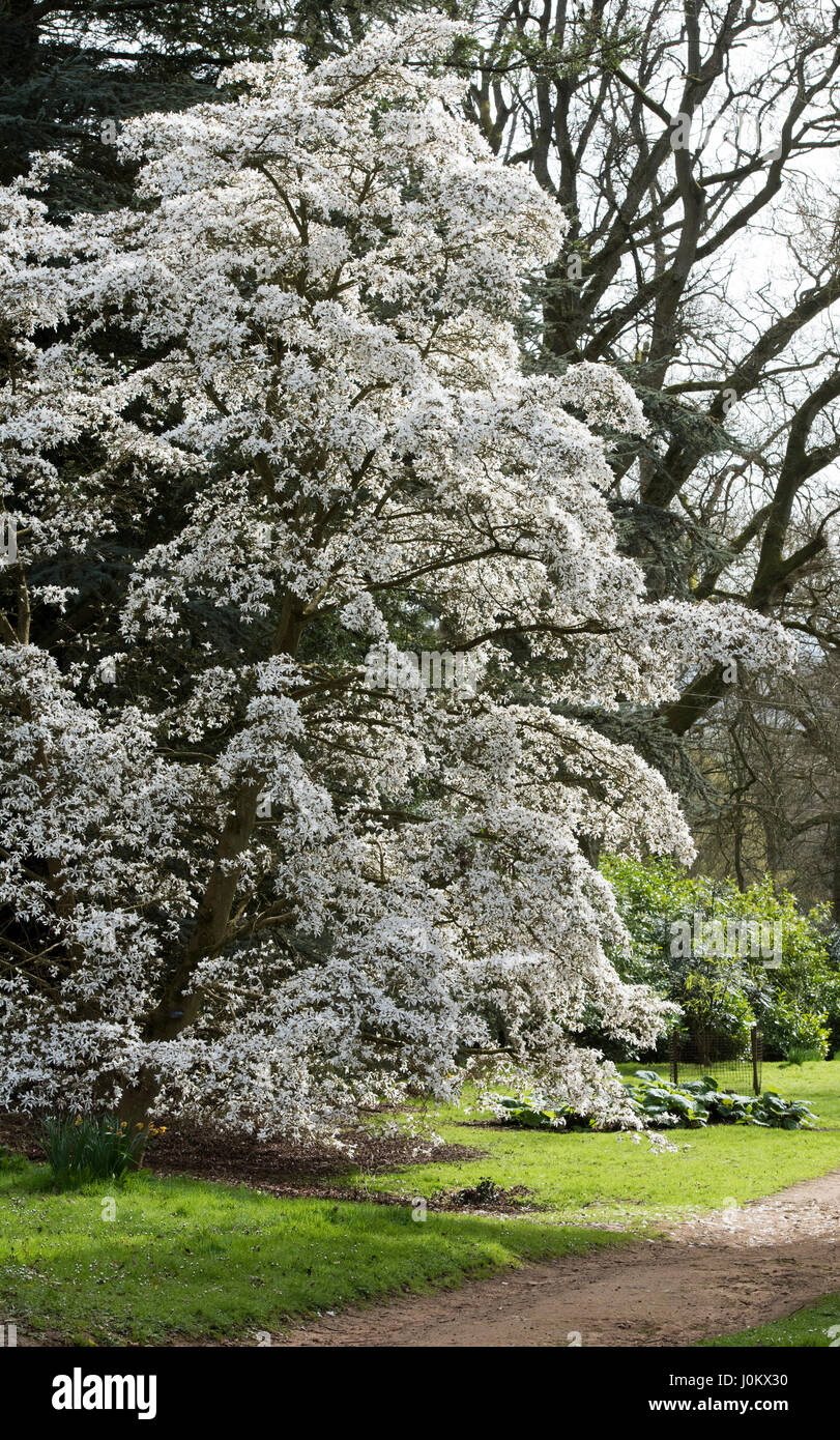 Magnolia x proctoriana albero in fiore in aprile. Batsford Arboretum. Moreton in Marsh, Gloucestershire, Inghilterra Foto Stock