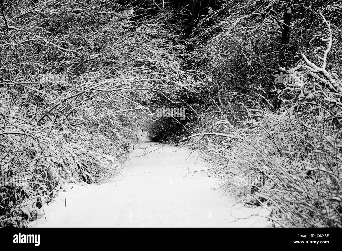 Coperta di neve sentiero forestale con immersione ramificato in basso, pesante con la neve. Foto Stock