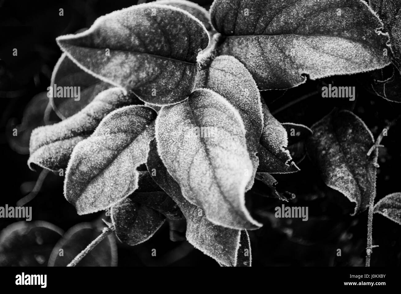 Close up di brina sulle foglie Foto Stock