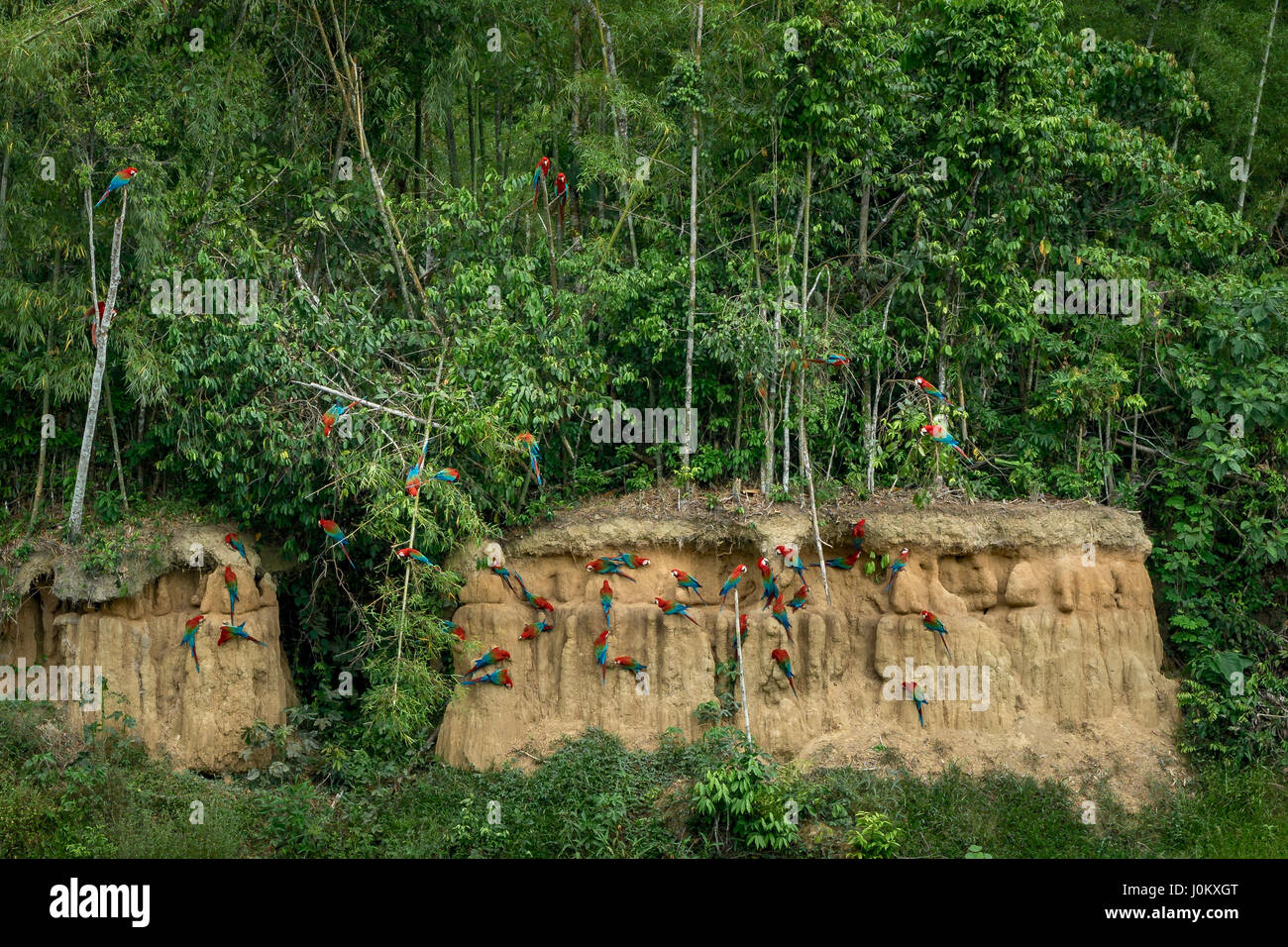 Redandgreen pappagalli ara a guardare nel Parco Nazionale del Manu, Perù. Essi stanno mangiando minerali di argilla in un'argilla leccare. Foto Stock