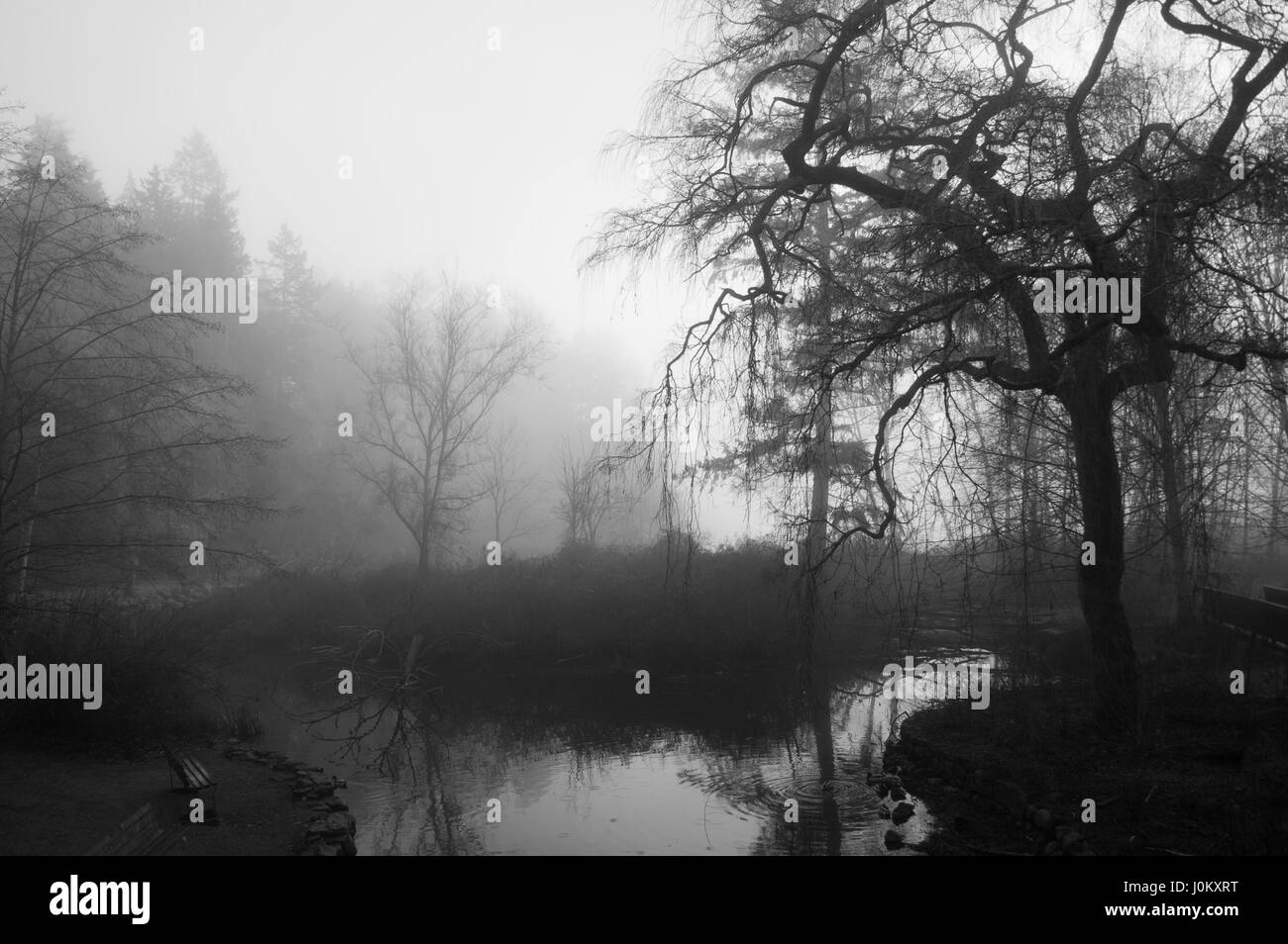 Spooky alberi e riflessi nella piccola piscina di acqua nella nebbia. Foto Stock