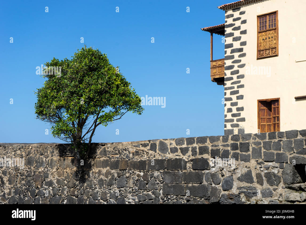 Parete con un albero del porto di Puerto de la Cruz Tenerife Foto Stock