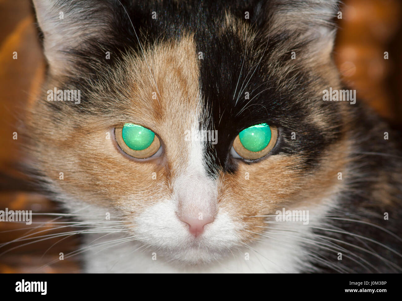 Gli occhi luccicanti di tre colori cat Foto Stock