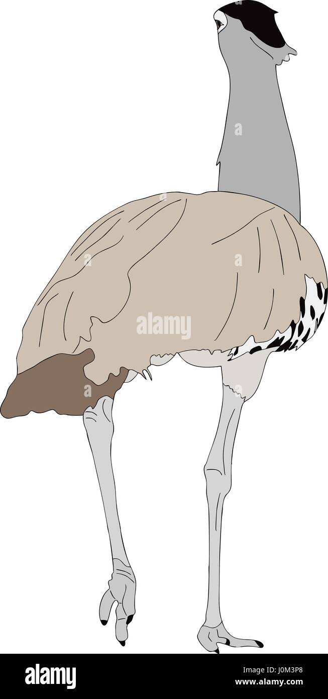 Ritratto di un selvaggio kori bustard Illustrazione Vettoriale